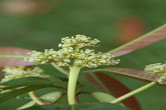 Mischodon zeylanicus